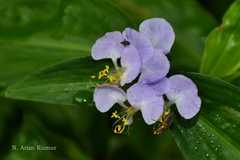 Commelina maculata
